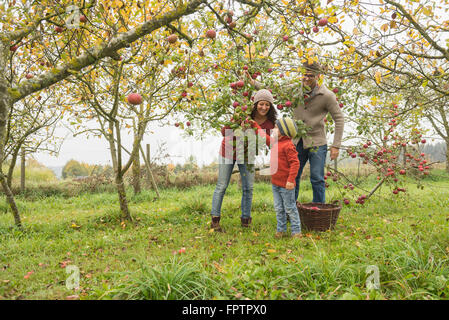 Familie pflücken Äpfel vom Apfelbaum in einem Apple Orchard, Bayern, Deutschland Stockfoto