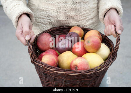 Mittleren Bereich eines Mannes hält Korb voller Äpfel in seinen Händen vor Vollwertkost Shop, Bayern, Germany Stockfoto