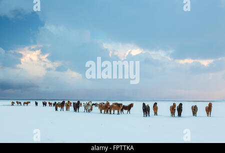 Islandpferde im Winter, Suðurland, Southern Island, Island Stockfoto