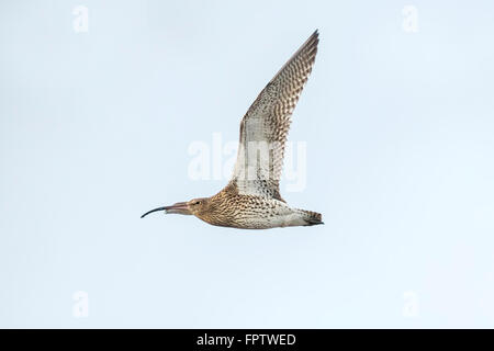 Eurasische Brachvogel Numenius Arquata im Flug. Blauen Himmel im Hintergrund. Stockfoto