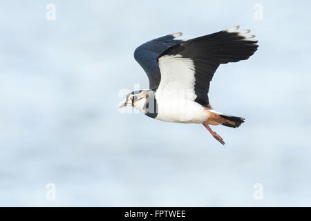 Grün-Regenpfeifer oder Northern Kiebitz, Vanellus Vanellus, an einem sonnigen Tag fliegen. Wasser auf dem Hintergrund Stockfoto