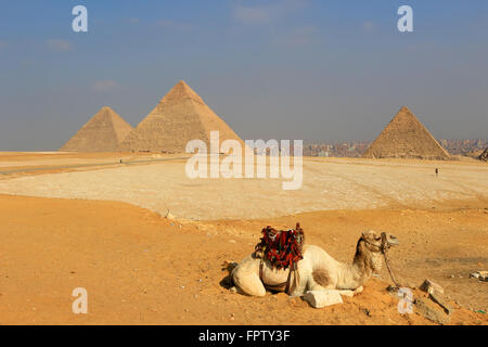 Kamel entspannend auf die Pyramiden von Gizeh, vom Menschen geschaffenen Strukturen aus dem alten Ägypten in den goldenen Sand der Wüste mit verschmutzten C Stockfoto