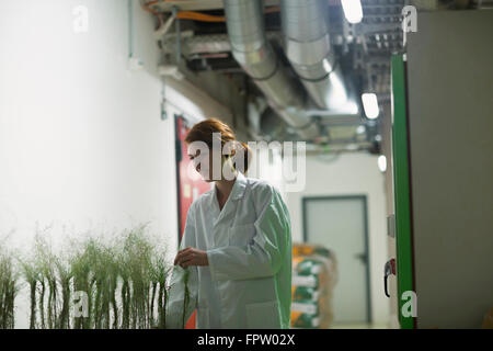 Junge Ingenieurin prüfen Pflanzen in einer Industrieanlage, Freiburg Im Breisgau, Baden-Württemberg, Deutschland Stockfoto