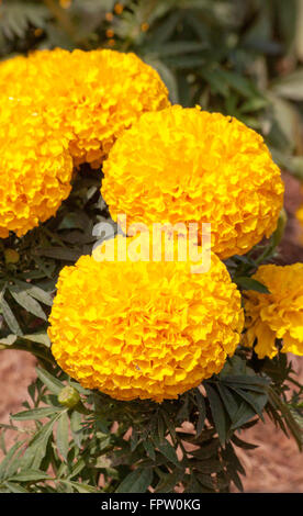 Marigold gelbe Farbe in vielen Blumen Pflanzen. Stockfoto