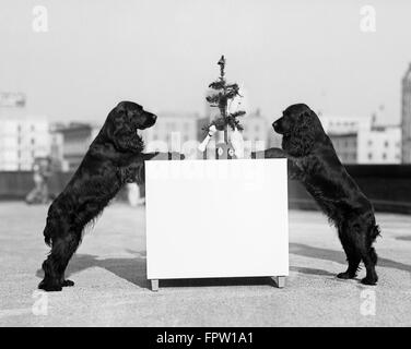 1930ER JAHREN ZWEI SCHWARZE COCKER SPANIELS AUF HINTERBEINEN STEHEND RUHEN VORDERSEITE BEINE AM TISCH MIT KLEINEN WEIHNACHTSBAUM Stockfoto