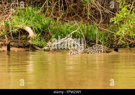 Jaguar (Panthera Onca) in Fluss, nördliche Pantanal, Brasilien Stockfoto