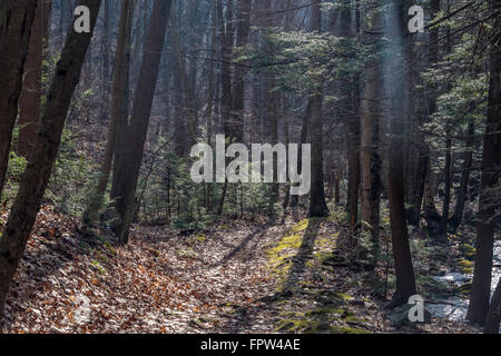 Schöne Landschaft in einem zentralen Pennsylvanian Wald. Stockfoto