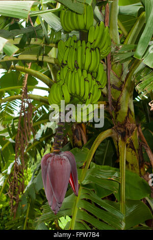 Insel Moorea, Französisch-Polynesien, grüne, unreife Bananen wachsen in einer Bananenplantage in den Bergen von Moorea, Stockfoto