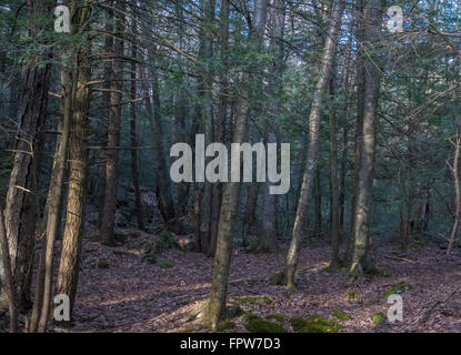 Schöne Landschaft in einem zentralen Pennsylvanian Wald. Stockfoto