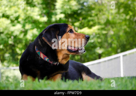 Black Lab Mischling Hund Gras liegend Stockfoto