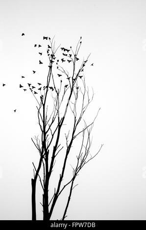 Vogelschwarm im Winter Baum mit weißem Hintergrund Stockfoto