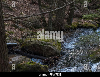 Friedliche Gebirgsbach in einem zentralen Pennsylvanian Wald. Stockfoto