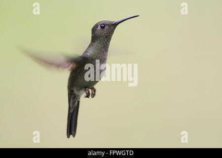 Düstere Kolibri (Aphantochroa Cirrochloris) fliegen gegen sauberer Hintergrund, Itanhaém, Brasilien Stockfoto