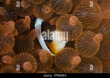 Eine Clarks Anemonenfische (Amphiprion Clarkii) kuschelt sich in die Tentakel der seinen Wirt Anemone im Nationalpark Komodo, Indonesien. T Stockfoto