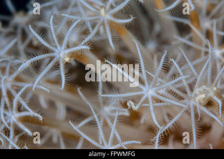 Weiche Korallenpolypen wächst an einem Riff in Indonesien warten auf Plankton in ihrer Reichweite zu fallen. Stockfoto