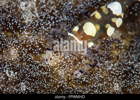 Ein Pfauenschwanz Anemone Garnelen (Periclimenes Brevicarpalis) sitzt auf einer Host-Anemone im Nationalpark Komodo, Indonesien. Diese tropi Stockfoto