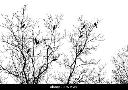 Vögel im Baum isoliert auf weißem Hintergrund Stockfoto