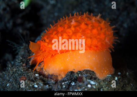 Eine orange Sieb Kaurischnecken (Cypraea Cribraria) kriecht über schwarzen Sand im Nationalpark Komodo, Indonesien. Diese tropischen Bereich in der Stockfoto