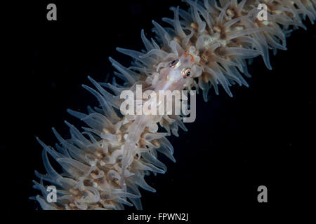 Ein Draht Korallen Grundel (Bryaninops Yongei) lebt auf einer Cirripathes Koralle in Indonesien. Dieses tropische Region, in der Coral Triangle Stockfoto