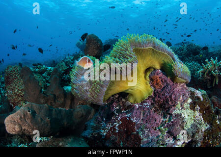 Ein rosa Anemonenfische schwimmt in der Nähe ihrer Host-Anemone in der Nähe von der Insel Sulawesi, Indonesien. Diese schöne, tropische Region ist Heimat t Stockfoto