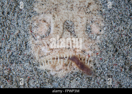 Ein Sterngucker Fisch (Uranoscopus Sulphureus) tarnt sich in Sand im Nationalpark Komodo, Indonesien. Diese tropischen Region in Stockfoto