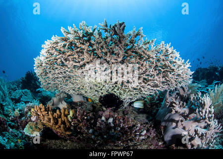 Ein Tischkoralle (Acropora SP.) wächst an einem schönen Riff in der Nähe von der Insel Sulawesi, Indonesien. Diese wunderschönen, tropischen Region ich Stockfoto