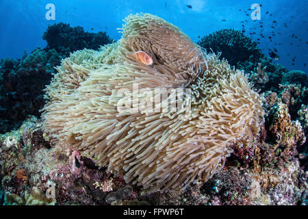 Ein rosa Anemonenfische (Amphiprion Perideraion) schwimmt zwischen den Tentakeln der seine Host-Anemone in der Nähe von der Insel Sulawesi, Indonesien Stockfoto