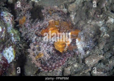 Eine gut getarnte Drachenköpfe liegt inmitten von Schutt auf eine Unterwasser Hang in der Nähe der Insel Sulawesi, Indonesien. Dieses schöne, Stockfoto