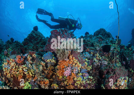 Eine Taucher schwimmt oben eine bunte Korallenriff in der Nähe von der Insel Sulawesi, Indonesien. Diese wunderschönen, tropischen Region ist Heimat Stockfoto