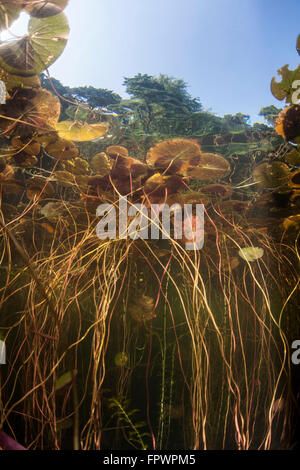 Bunte Seerosen wachsen an der Oberfläche entlang des flachen ein Süßwasser-See in Cape Cod, Massachusetts. Vegetation, die Stockfoto