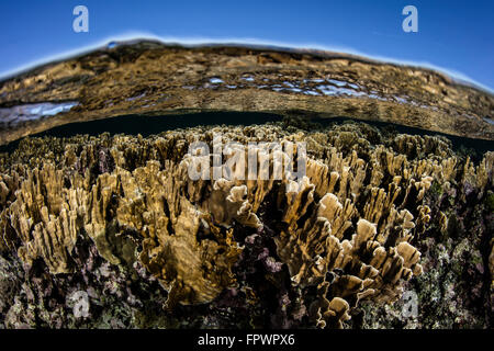 Feuer Korallen wachsen im seichten Wasser entlang einem Riffdach in der Karibik. Stockfoto