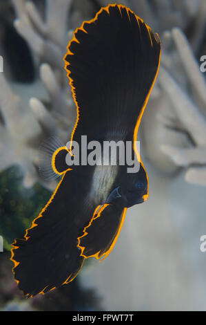 Eine kleine juvenile gefiederten Spadefish (Platax Pinnatus), Komodo National Park, Indonesien. Stockfoto