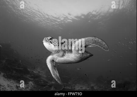 Eine grüne Meeresschildkröte (Chelonia Mydas) Schwimmen im Nationalpark Komodo, Indonesien. Stockfoto