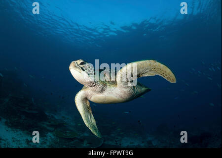 Eine grüne Meeresschildkröte (Chelonia Mydas) Schwimmen im Nationalpark Komodo, Indonesien. Stockfoto