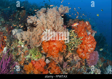 Hellen Schwämme, Weichkorallen und Seelilien in eine bunte Komodo Seascape, Komodo National Park, Indonesien. Stockfoto