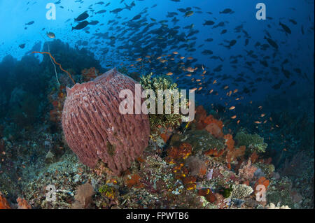 Hellen Schwämme, Weichkorallen und Seelilien in eine bunte Komodo Seascape, Komodo National Park, Indonesien. Stockfoto