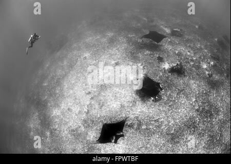 Ein Trio von Riff Mantarochen (Manta Alfredi) schwimmen über dem Riffdach, Komodo National Park, Indonesien. Stockfoto