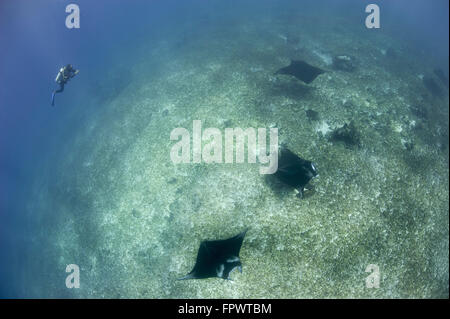 Ein Trio von Riff Mantarochen (Manta Alfredi) schwimmen über dem Riffdach, Komodo National Park, Indonesien. Stockfoto