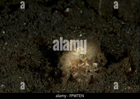 Ein junger Tag Krake (Octopus Cyanea) auf schwarzem Vulkansand, Komodo National Park, Indonesien. Stockfoto