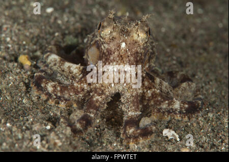 Ein junger Tag Krake (Octopus Cyanea) auf schwarzem Vulkansand, Komodo National Park, Indonesien. Stockfoto