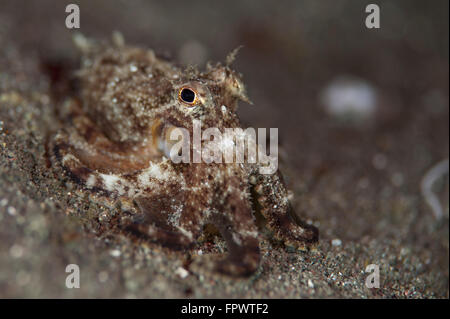 Ein junger Tag Krake (Octopus Cyanea) auf schwarzem Vulkansand, Komodo National Park, Indonesien. Stockfoto