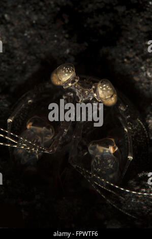 Ein aufspießen Fangschreckenkrebse (Lysiosquilla Maculata) in seiner Burrow, Komodo National Park, Indonesien. Stockfoto