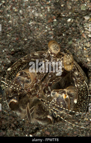 Ein aufspießen Fangschreckenkrebse (Lysiosquilla Maculata) in seiner Burrow, Komodo National Park, Indonesien. Stockfoto