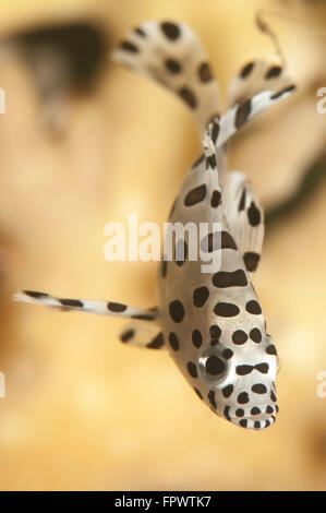 Eine juvenile Barramundi-Zackenbarsch (Cromileptes Altivelis), Komodo National Park, Indonesien. Stockfoto