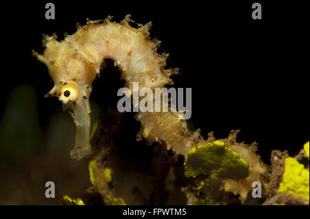 Seitenansicht des blassen Creme farbigen dornigen Seepferdchen (Hippocampus Histrix) vor einem dunklen Hintergrund, Komodo National Park, Indones Stockfoto