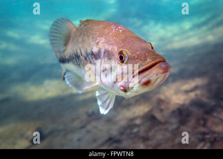 Ein Forellenbarsch Gesichter in Ponce de Leon Springs, Florida zu schwimmen. Stockfoto