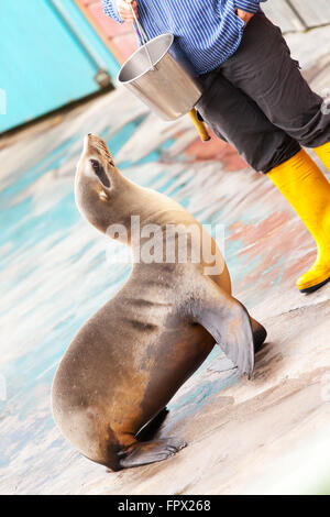 Dichtung für Fische warten Stockfoto