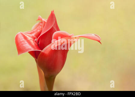 Rote Lampe Ingwer Blütenknospe, Etlingera Elatior, Anfahren Stockfoto