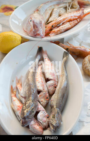 rote Meerbarben und kleine Codfishes Fisch zuzubereiten Suppe Stockfoto