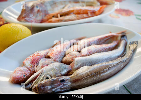 rote Meerbarben und kleine Codfishes Fisch zuzubereiten Suppe Stockfoto